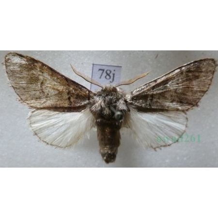 Drymonia querna (Denis & Schiffermüller, 1775) male Dąbrówka dębowa Czech78j
